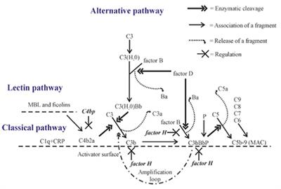 Regulation of the Complement System by Pentraxins